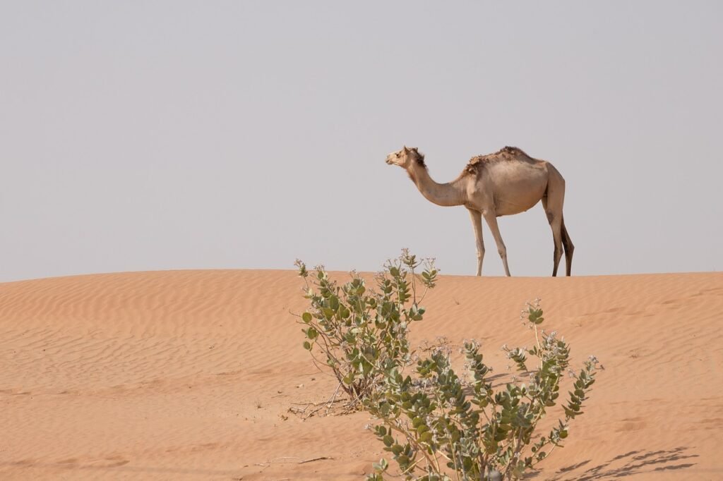 camel, animal, desert-5348837.jpg