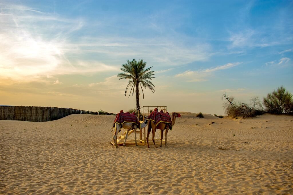 camel, desert, wallpaper dubai