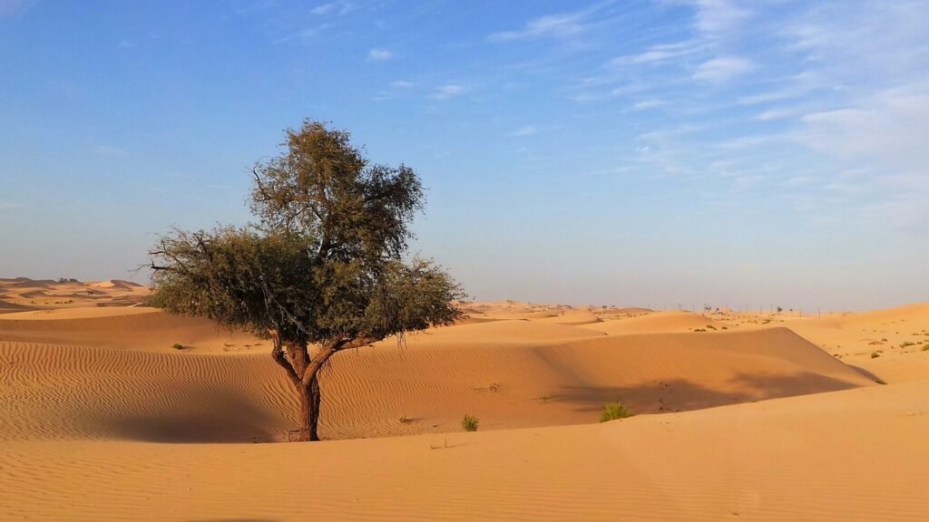 desert, sand, tree-2471553.jpg