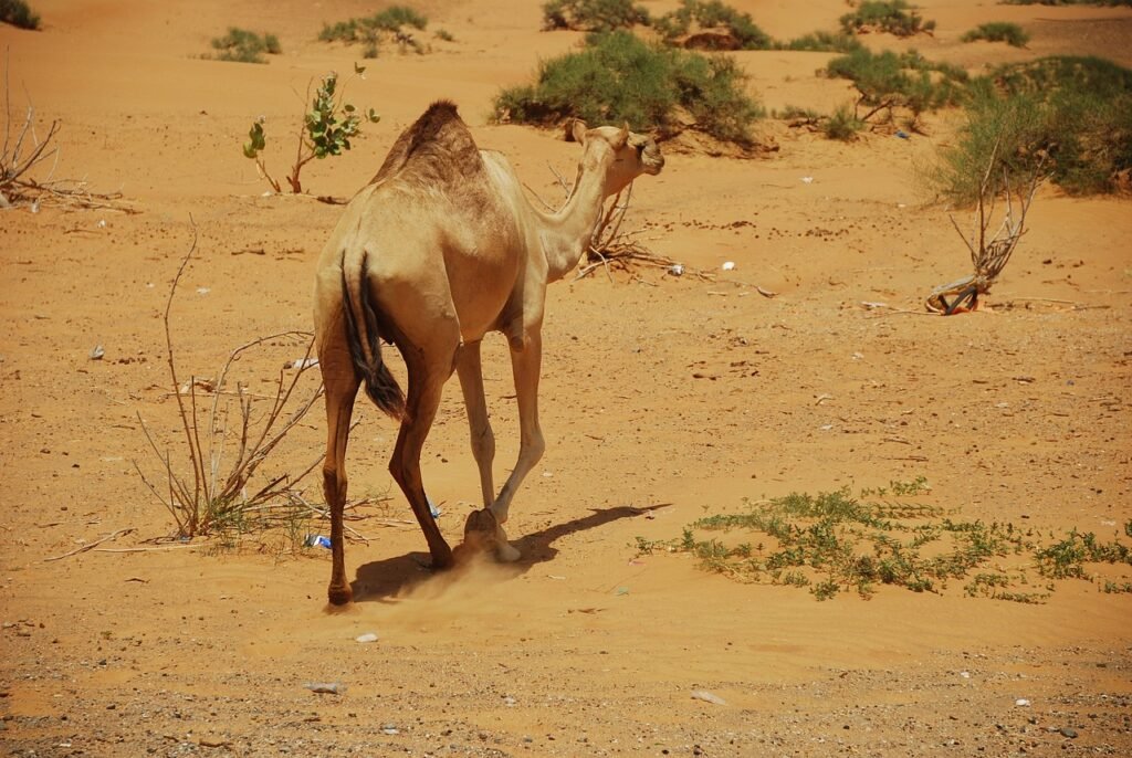 camels, u a e, dubai-1124138.jpg